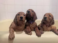 Lola, a female Goldendoodle and Irish Doodle for sale in Rockledge, FL – 5 of 10