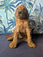 Mocha (Runt), a male Goldendoodle and Irish Doodle for sale in Rockledge, FL – 6 of 10