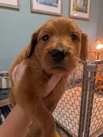 Ziggy, a female Goldendoodle and Irish Doodle for sale in Rockledge, FL – 2 of 10