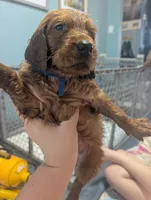 George, a male Goldendoodle and Irish Doodle for sale in Rockledge, FL – 8 of 10