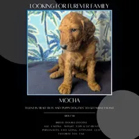 Mocha (Runt), a male Goldendoodle and Irish Doodle for sale in Rockledge, FL – 1 of 10