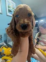 Mocha (Runt), a male Goldendoodle and Irish Doodle for sale in Rockledge, FL – 4 of 10
