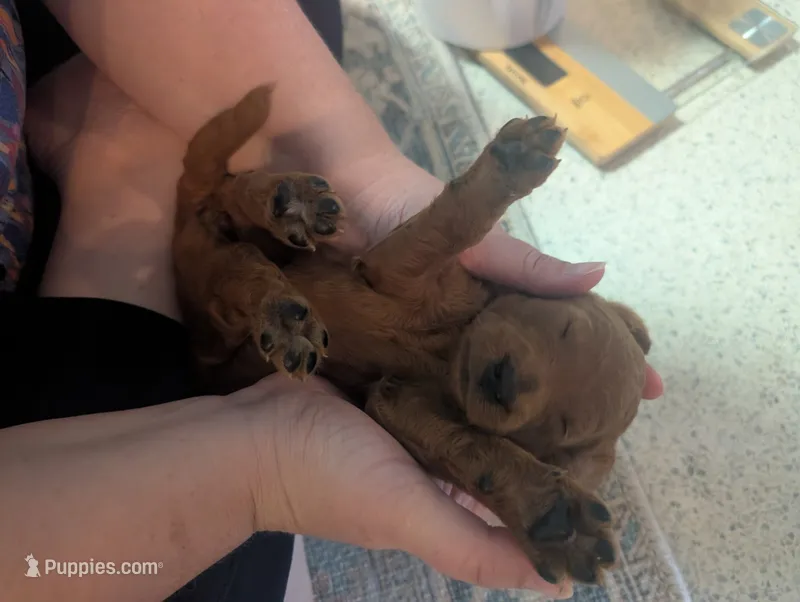 Summer – Goldendoodle, Irish Doodle puppy on hold in Rockledge, FL