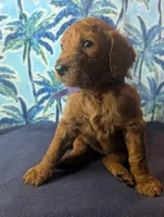 Lola, a female Goldendoodle and Irish Doodle for sale in Rockledge, FL – 3 of 10