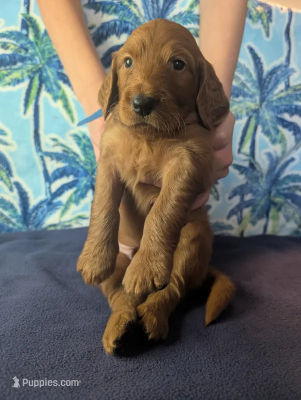George – Goldendoodle, Irish Doodle puppy for sale in Rockledge, FL