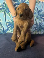 George, a male Goldendoodle and Irish Doodle for sale in Rockledge, FL – 1 of 10