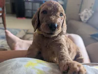 Summer, a female Goldendoodle and Irish Doodle for sale in Rockledge, FL – 3 of 9