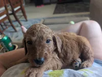 Mocha (Runt), a male Goldendoodle and Irish Doodle for sale in Rockledge, FL – 3 of 10