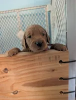 Ziggy, a female Goldendoodle and Irish Doodle for sale in Rockledge, FL – 3 of 10