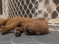 Mocha (Runt), a male Goldendoodle and Irish Doodle for sale in Rockledge, FL – 5 of 10