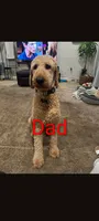 Lola, a female Goldendoodle and Irish Doodle for sale in Rockledge, FL – 10 of 10