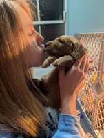 Ollie, a male Goldendoodle and Irish Doodle for sale in Rockledge, FL – 7 of 10
