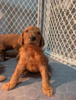 Mocha (Runt), a male Goldendoodle and Irish Doodle for sale in Rockledge, FL – 7 of 10