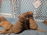 George, a male Goldendoodle and Irish Doodle for sale in Rockledge, FL – 5 of 10