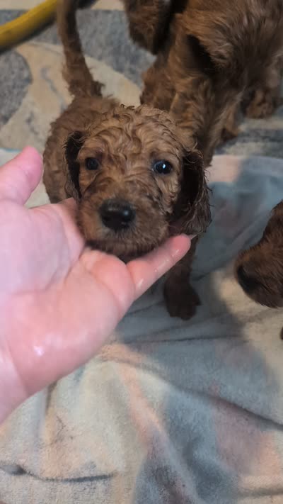 Lola, a female Goldendoodle and Irish Doodle for sale in Rockledge, FL – 2 of 10