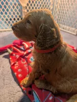 Ollie, a male Goldendoodle and Irish Doodle for sale in Rockledge, FL – 6 of 10