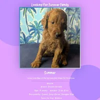 Summer, a female Goldendoodle and Irish Doodle for sale in Rockledge, FL – 7 of 9