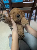 Ollie, a male Goldendoodle and Irish Doodle for sale in Rockledge, FL – 5 of 10