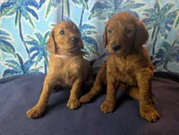 Lola, a female Goldendoodle and Irish Doodle for sale in Rockledge, FL – 6 of 10