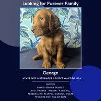 George, a male Goldendoodle and Irish Doodle for sale in Rockledge, FL – 6 of 10