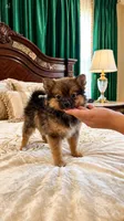 Huxley,  female, a female Pomeranian for sale in Sun Valley, CA – 1 of 2