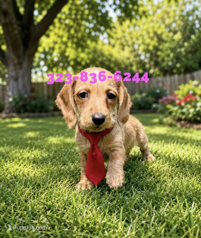 Redford, wire – Miniature Dachshund puppy for sale in Sun Valley, CA