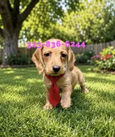 Redford, wire, a male Miniature Dachshund for sale in Sun Valley, CA – 1 of 1
