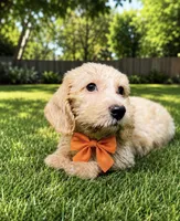 Orange collar, wire coat, female, a female Miniature Dachshund for sale in Sun Valley, CA – 1 of 1