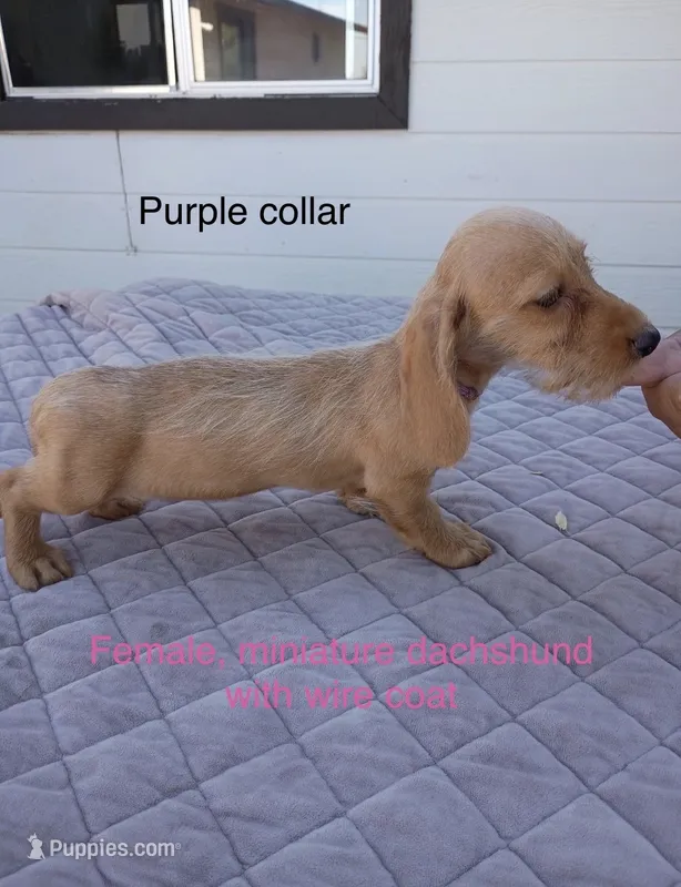 Purple collar, wire coat female – Miniature Dachshund puppy for sale in Sun Valley, CA