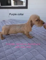 Purple collar, wire coat female, a female Miniature Dachshund for sale in Sun Valley, CA – 1 of 1