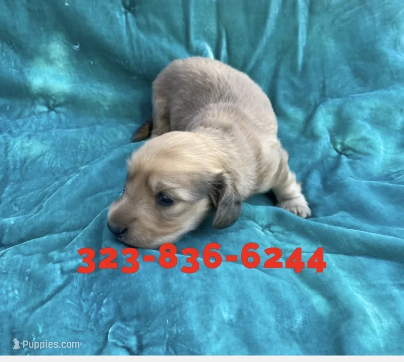 AKC Puma longhaired cream male – Miniature Dachshund puppy for sale in Sun Valley, CA