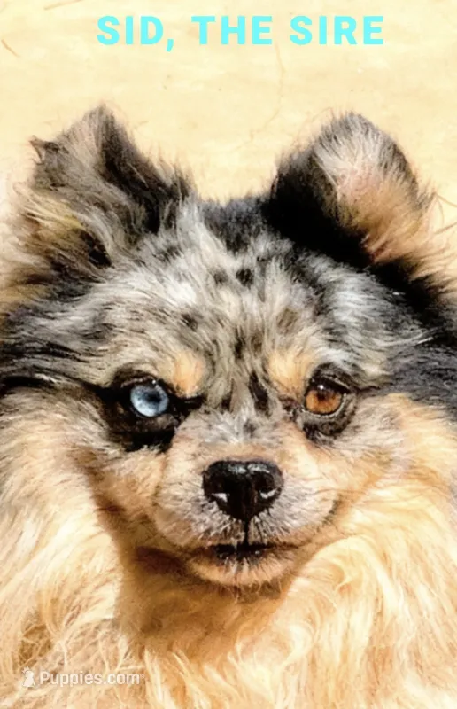 Blue Eyed Gunner, Male – Pomeranian puppy for sale in Sun Valley, CA