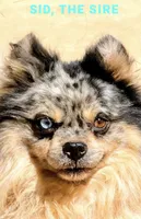 Blue Eyed Gunner, Male, a male Pomeranian for sale in Sun Valley, CA – 1 of 2