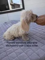 Blue collar, wire coat female, a female Miniature Dachshund for sale in Sun Valley, CA – 1 of 1