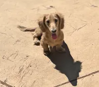 FULL AKC Puma lh cream, a male Miniature Dachshund for sale in Sun Valley, CA – 1 of 4