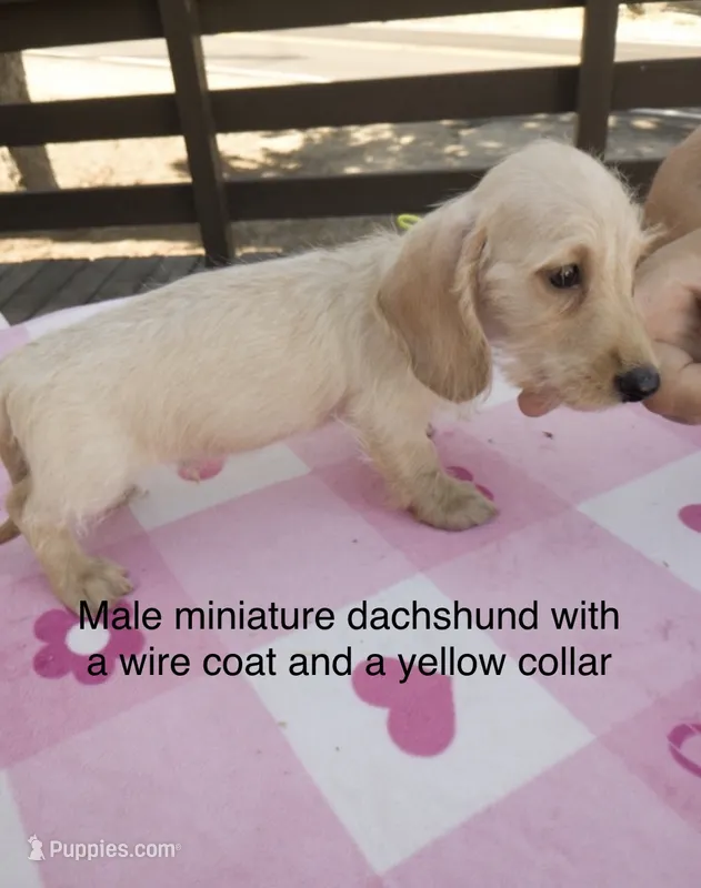 Yellow collar, wire coat Male – Miniature Dachshund puppy for sale in Sun Valley, CA