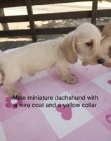 Yellow collar, wire coat Male, a male Miniature Dachshund for sale in Sun Valley, CA – 1 of 1