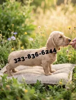 Wendy, wire, a female Miniature Dachshund for sale in Sun Valley, CA – 1 of 1