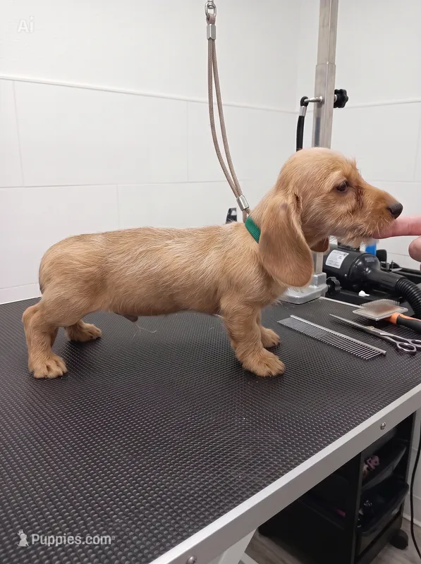 Wiz, wire wiener  – Miniature Dachshund puppy for sale in Sun Valley, CA