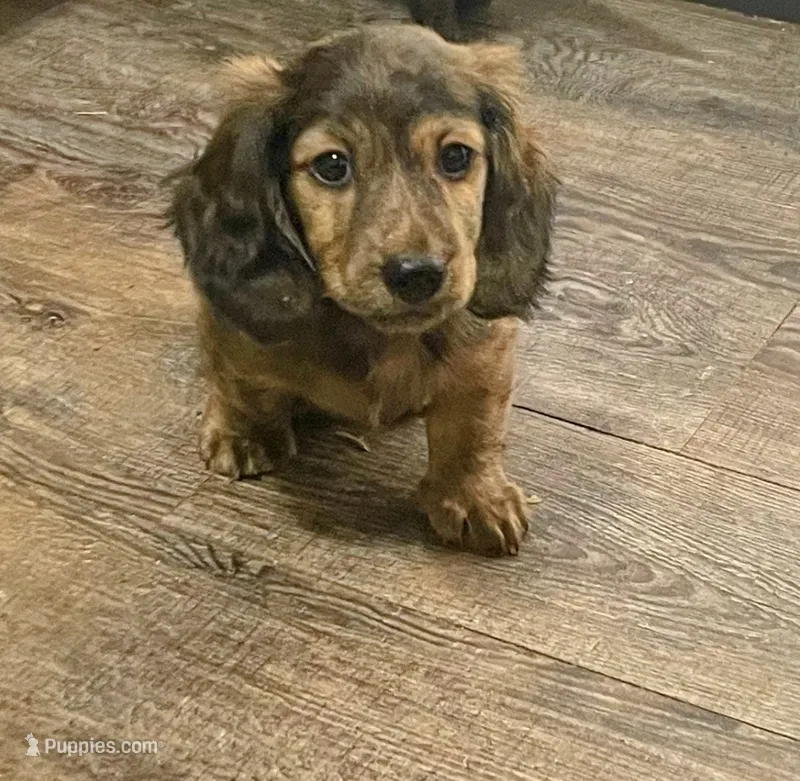 Full AKC Fritz – Miniature Dachshund puppy for sale in Sun Valley, CA