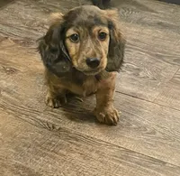 Full AKC Fritz, a male Miniature Dachshund for sale in Sun Valley, CA – 2 of 2