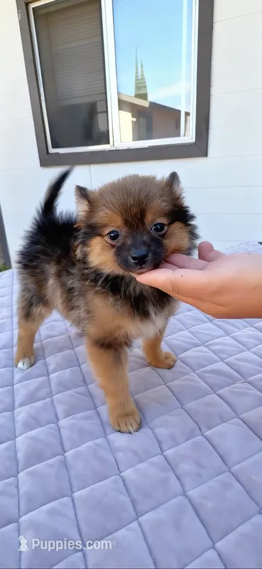 Pomeranian female – Pomeranian puppy for sale in Sun Valley, CA