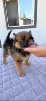 Pomeranian female, a female Pomeranian for sale in Sun Valley, CA – 1 of 1
