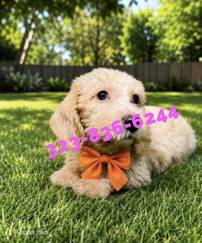 Devine, wire – Miniature Dachshund puppy for sale in Sun Valley, CA