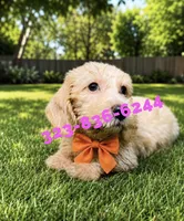 Devine, wire, a female Miniature Dachshund for sale in Sun Valley, CA – 1 of 1