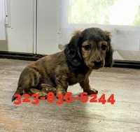 FULL AKC Fritz Brindle Longhair , a male Miniature Dachshund for sale in Sun Valley, CA – 1 of 1