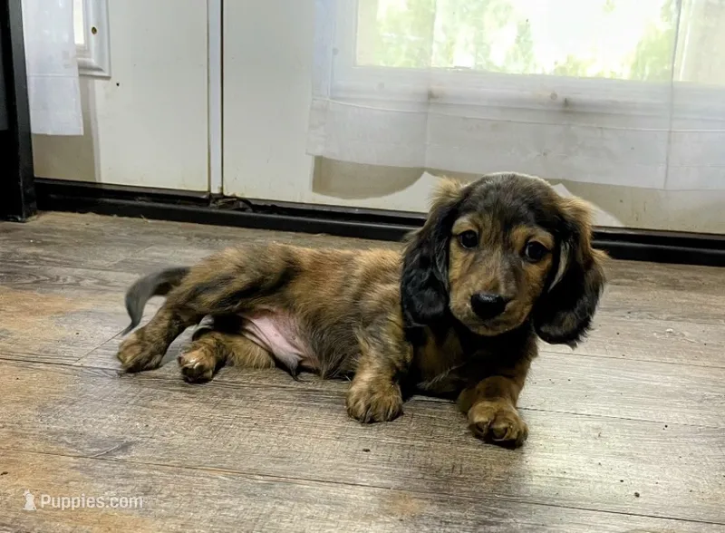 Full AKC Fritz – Miniature Dachshund puppy for sale in Sun Valley, CA