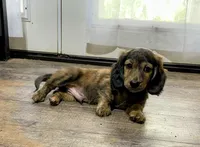 Full AKC Fritz, a male Miniature Dachshund for sale in Sun Valley, CA – 1 of 2