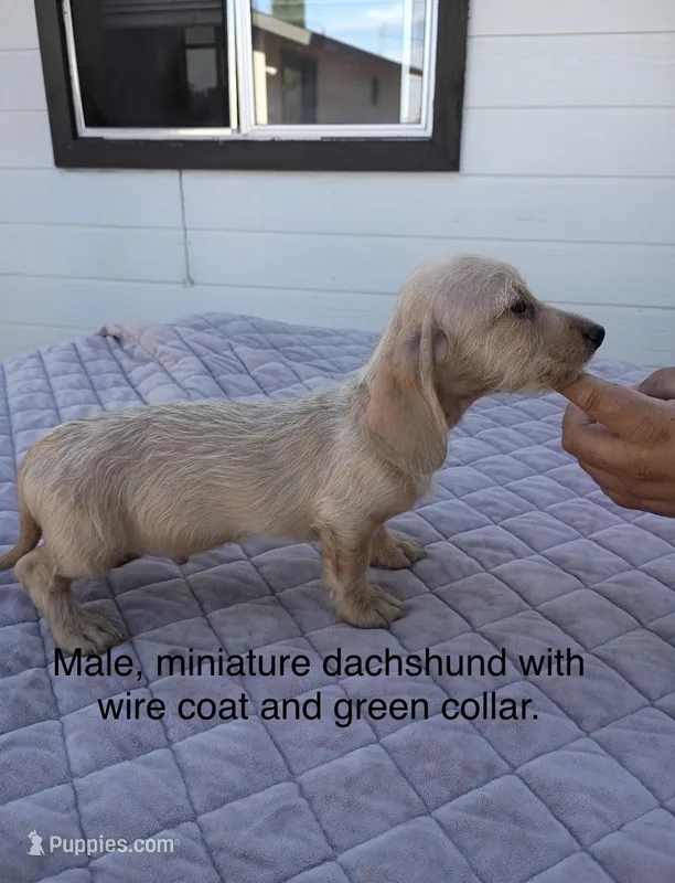 Green collar Wire coat Male – Miniature Dachshund puppy for sale in Sun Valley, CA