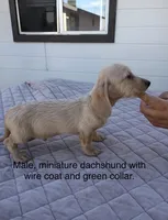Green collar Wire coat Male, a male Miniature Dachshund for sale in Sun Valley, CA – 1 of 1